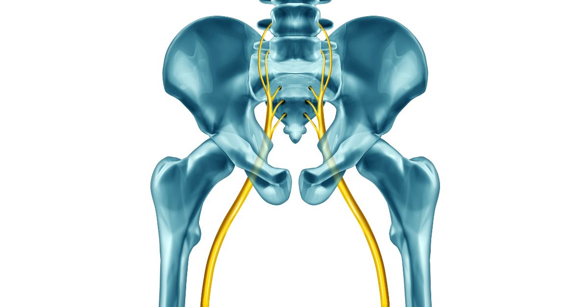 Sciatic nerve anatomy — L4, L5, and S1 nerve roots Anatomical illustration of the sciatic nerve originating from the L4, L5, and S1 nerve roots in the lumbar and sacral spine, branching through the pelvis and down both legs